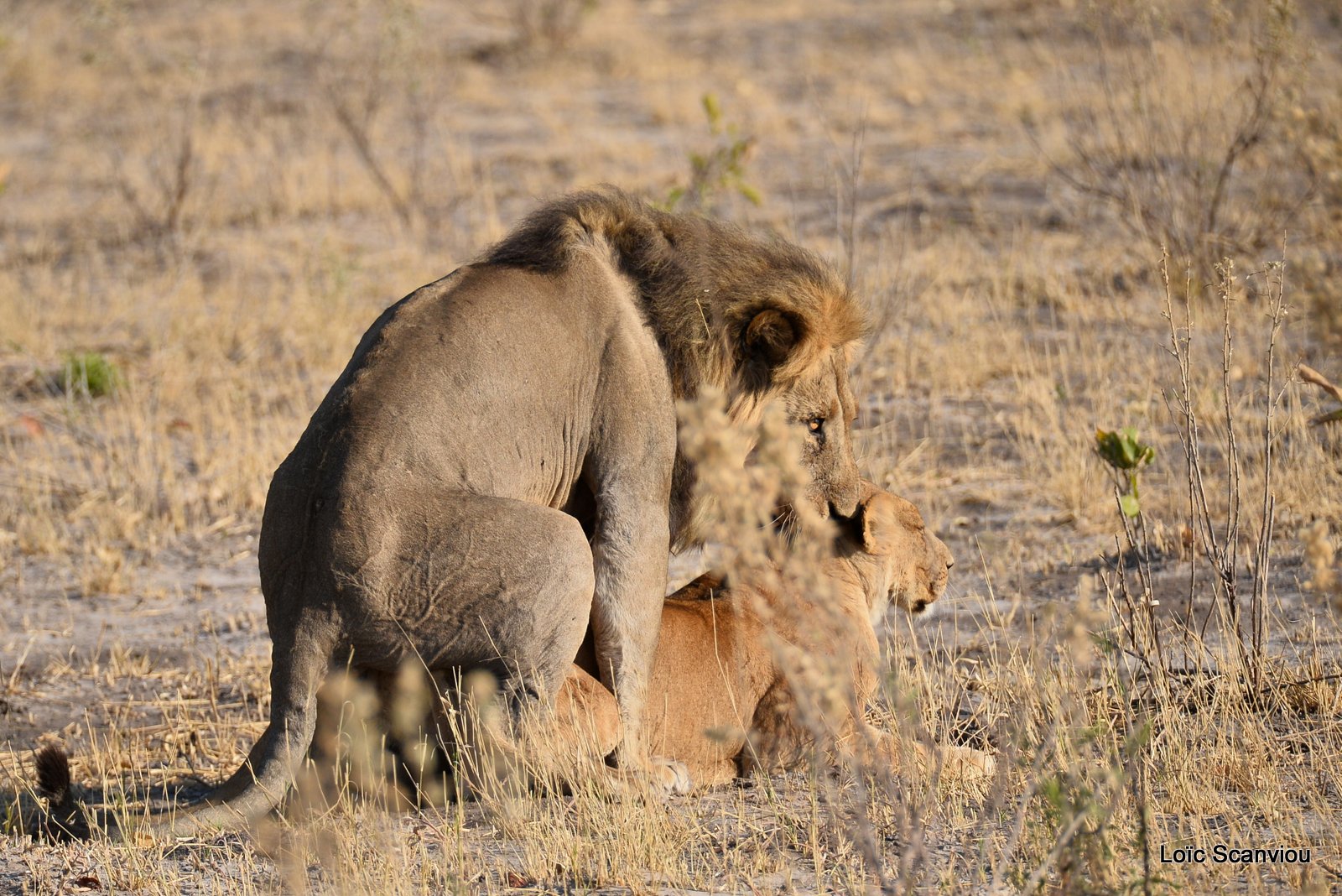 Lion et lionne/Lion and lioness (8)