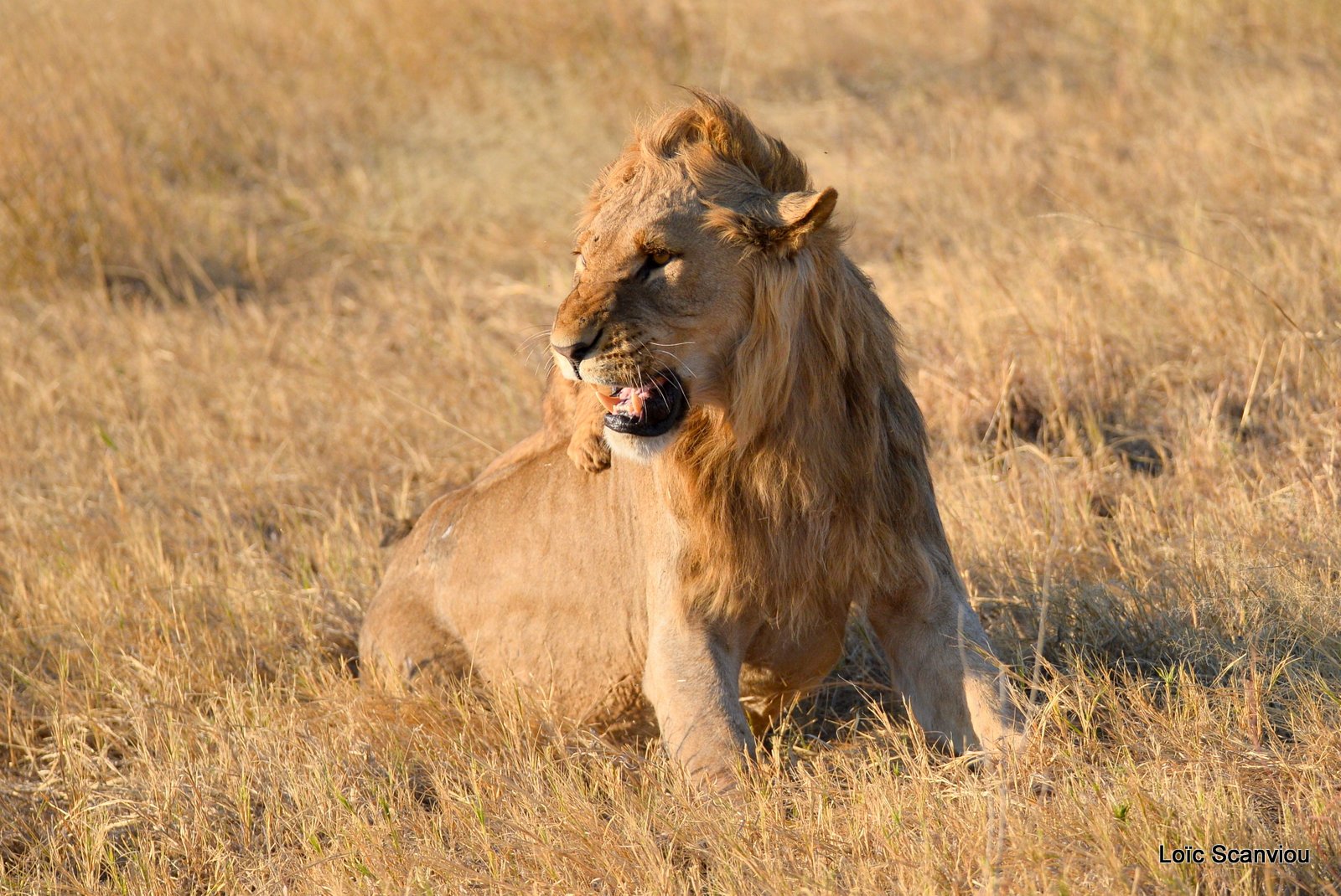 Lion mâle et lionceau/Male Lion with cub (2)