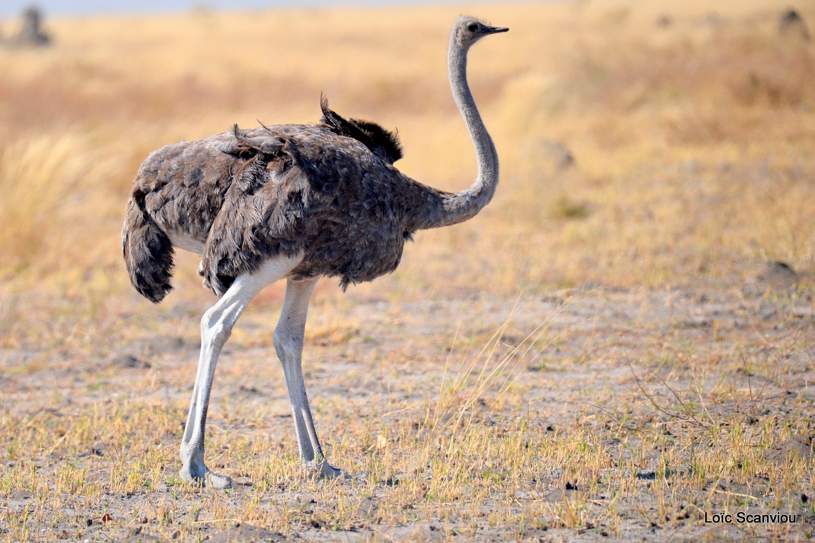 Autruche d'Afrique/Common Ostrich (1)