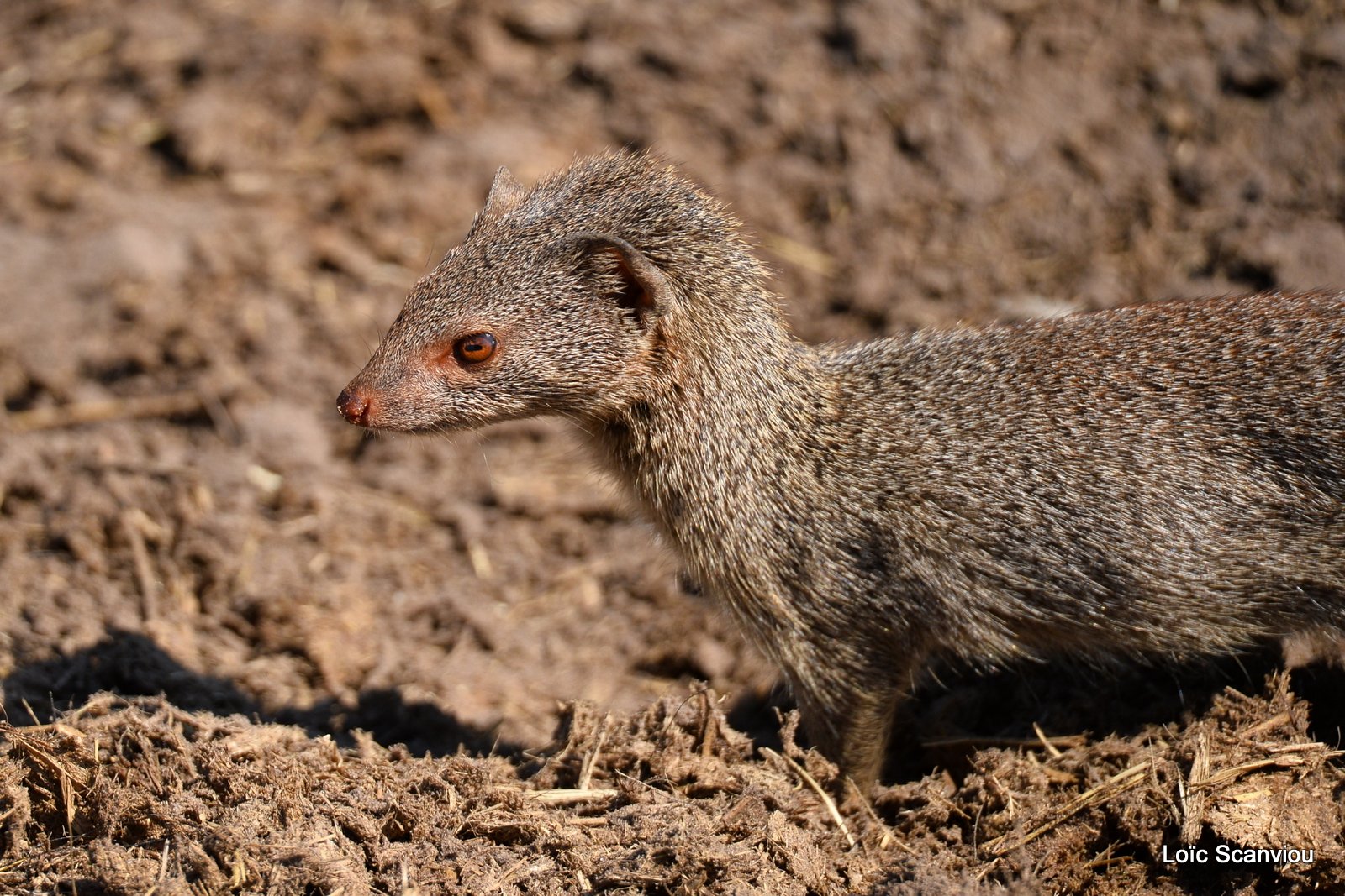 Mangouste rouge/Slender Mongoose (2)