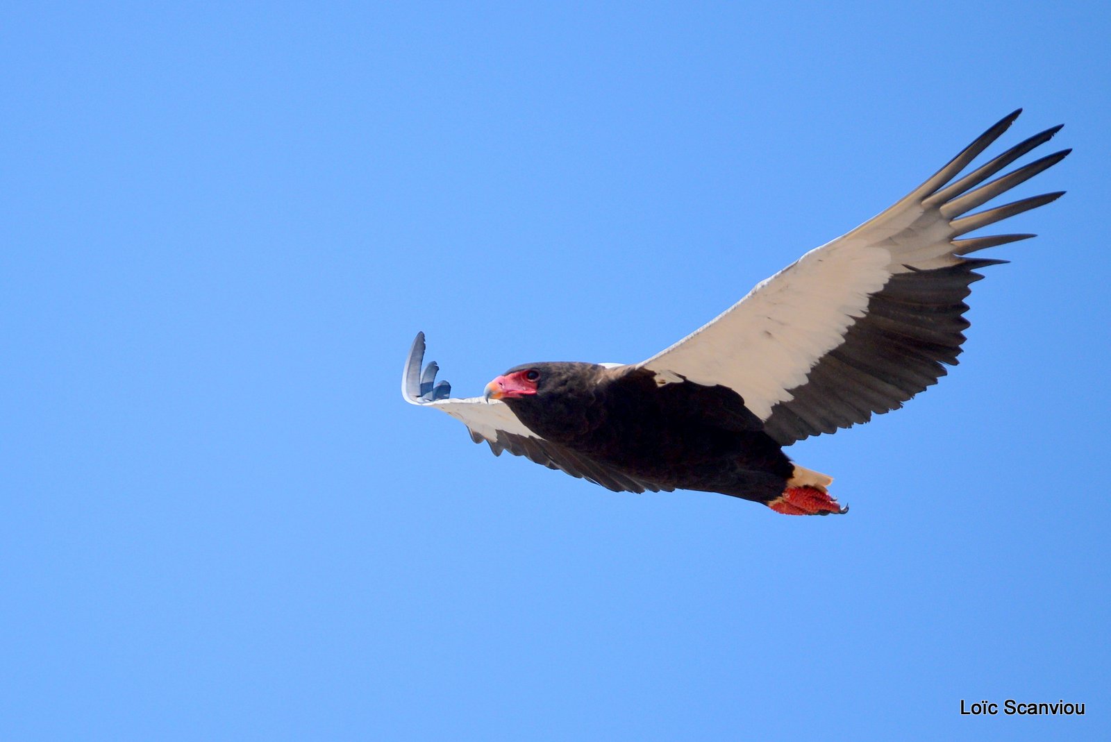 Aigle bateleur/Bateleur Eagle (2)