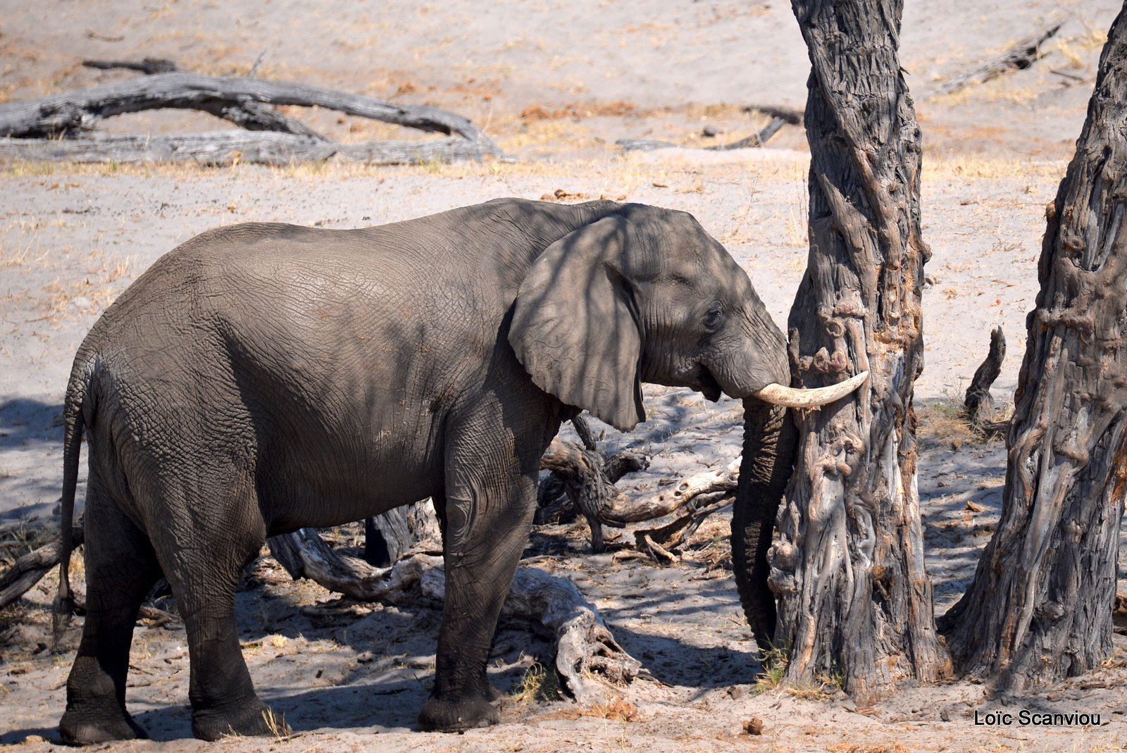 Eléphant d'Afrique/African Elephant (46)