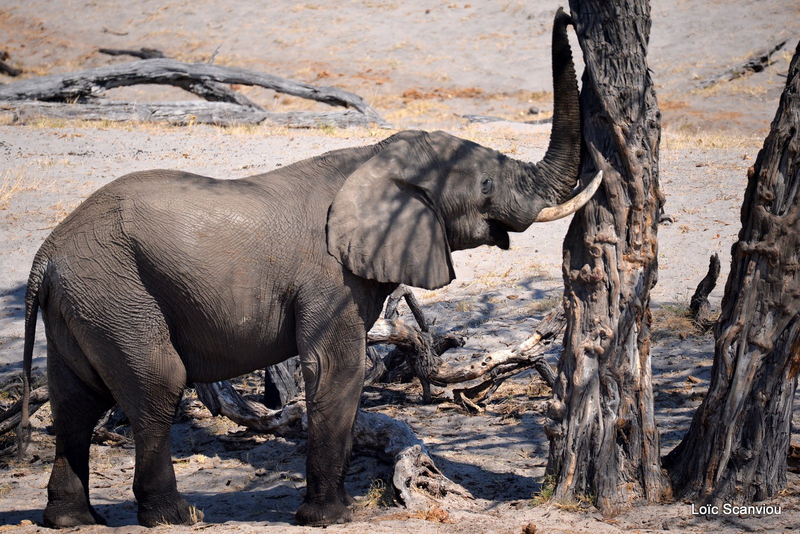 Eléphant d'Afrique/African Elephant (47)