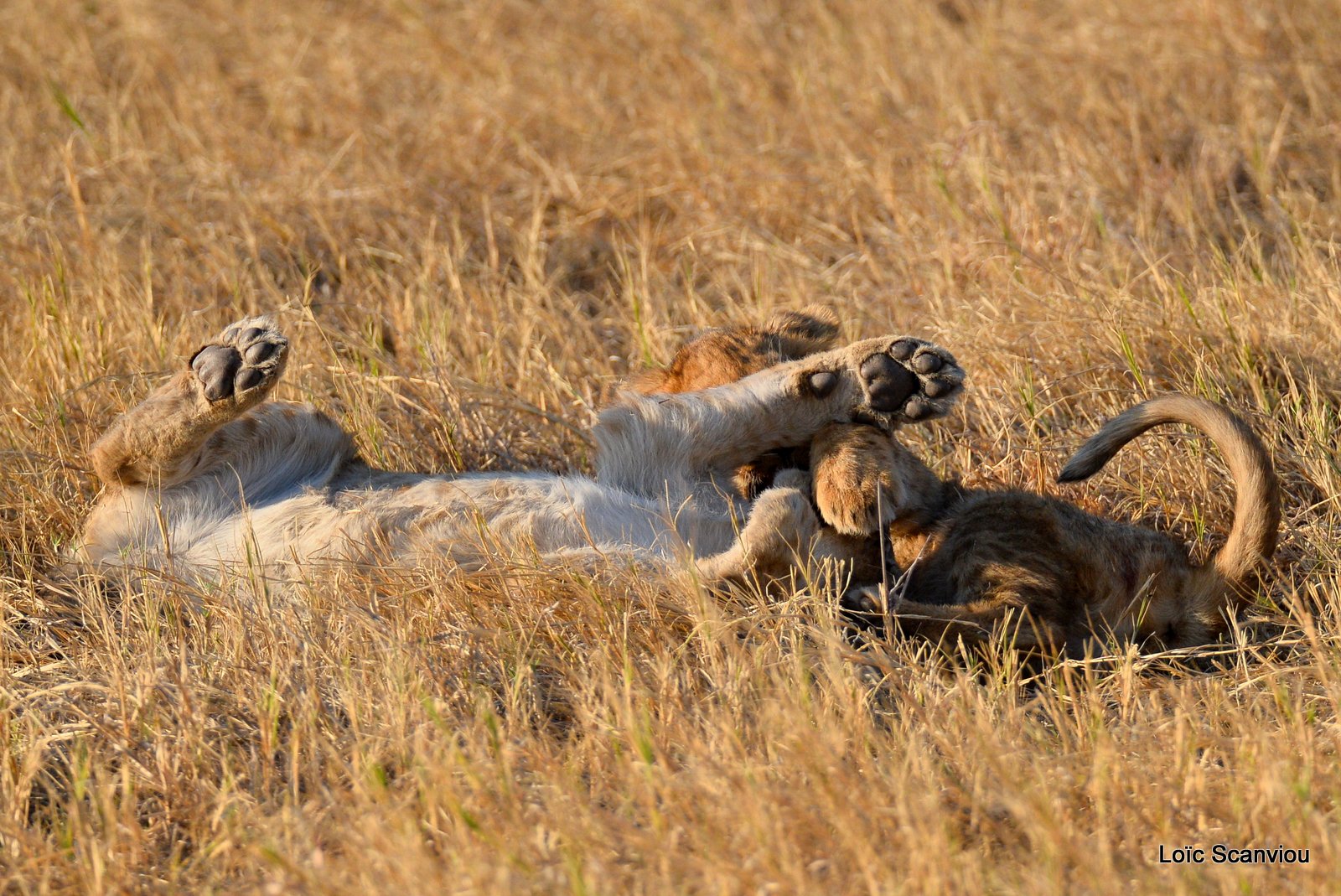 Lionceau/Lion cub (2)