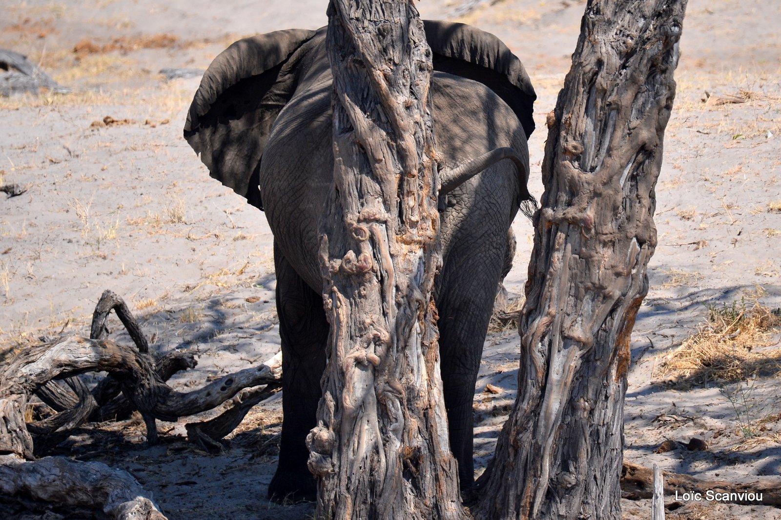 Eléphant d'Afrique/African Elephant (48)