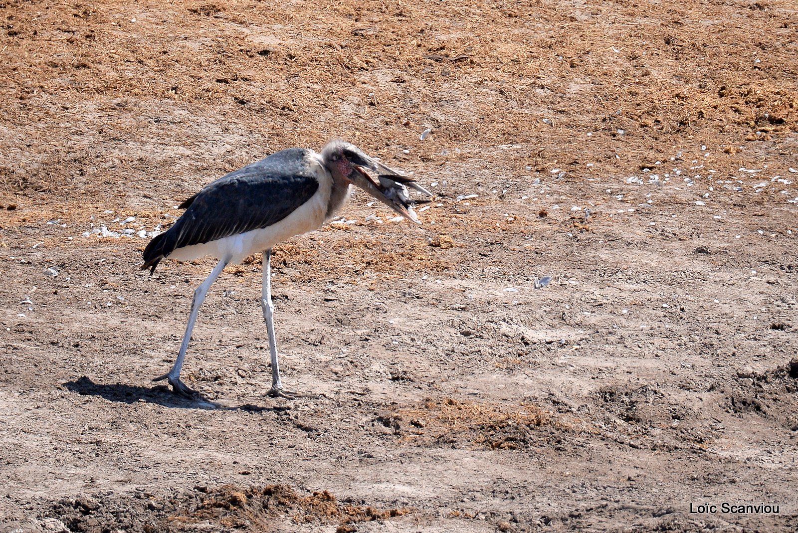 Marabout/Marabou Stork (4)