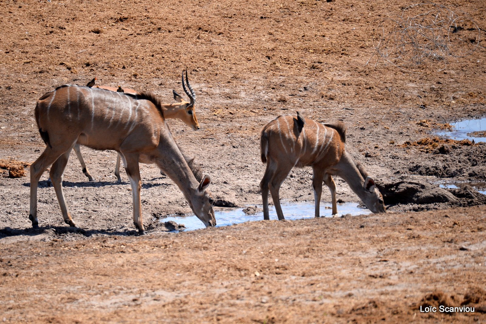 Grand Koudou et impala/Greater Kudu and impala (2)