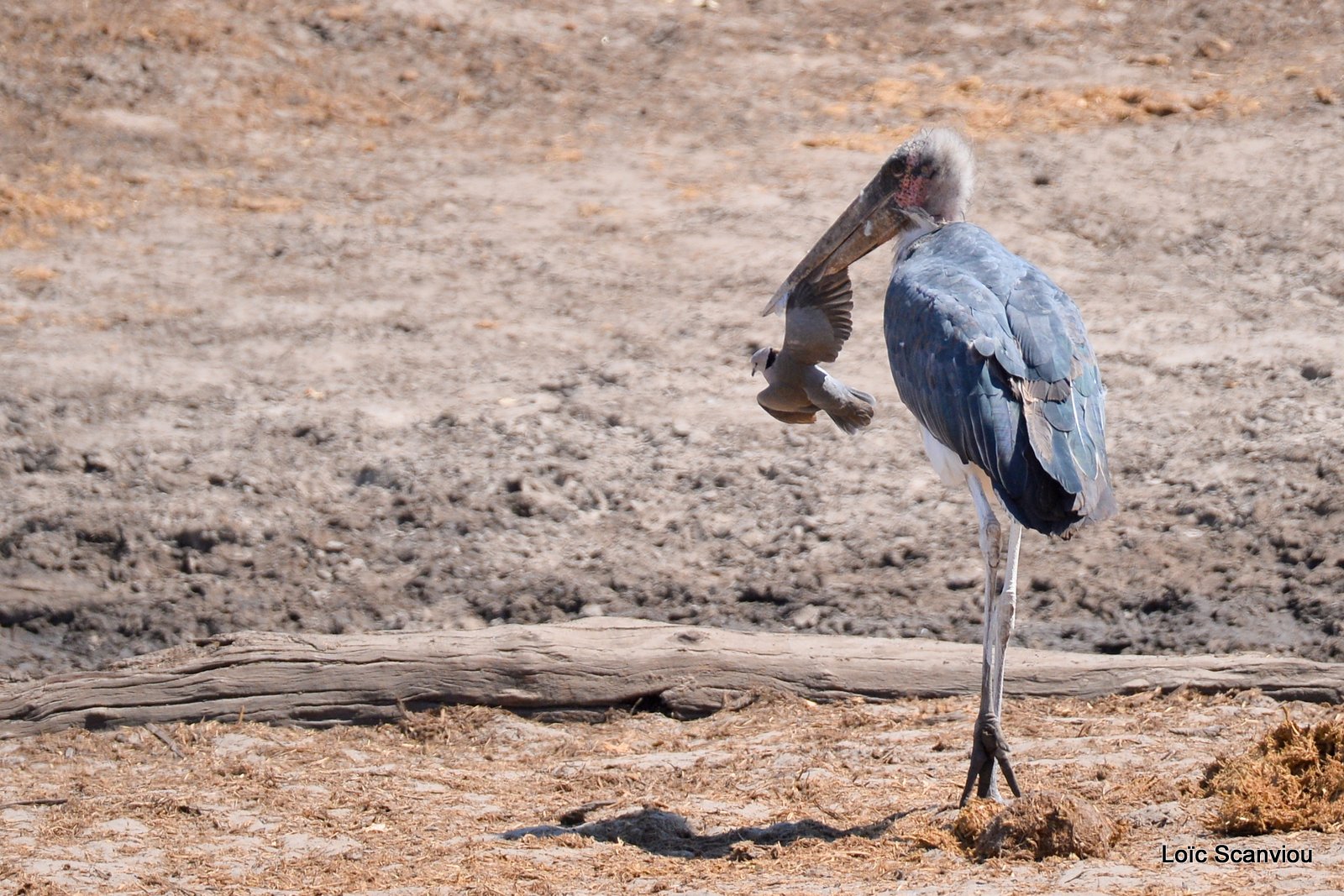 Marabout/ Marabou Stork (2)