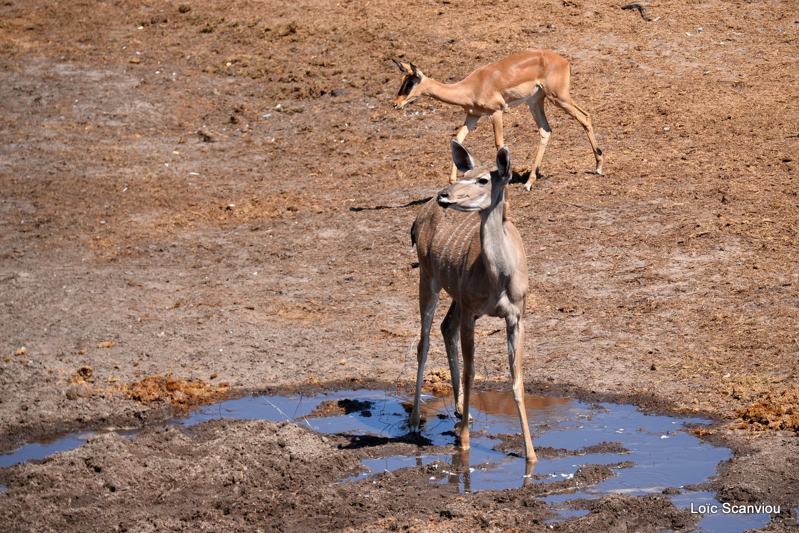 Grand Koudou et impala/Greater Kudu and impala (3)