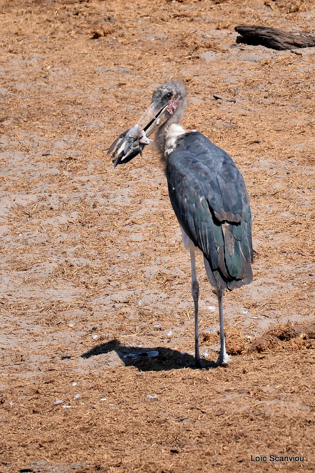Marabout/ Marabou Stork (3)