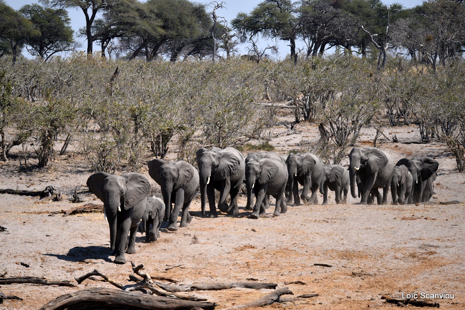 Eléphant d'Afrique/African Elephant (49)