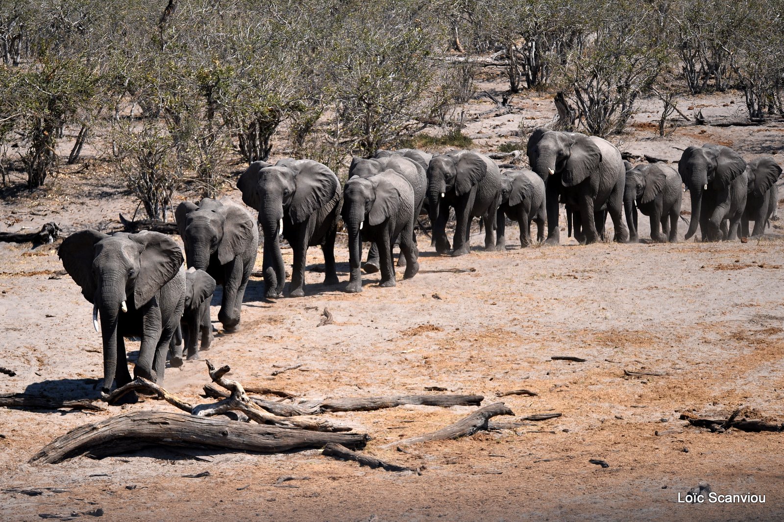 Eléphant d'Afrique/African Elephant (50)