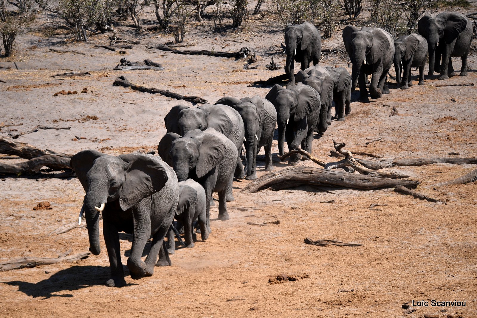Eléphant d'Afrique/African Elephant (51)