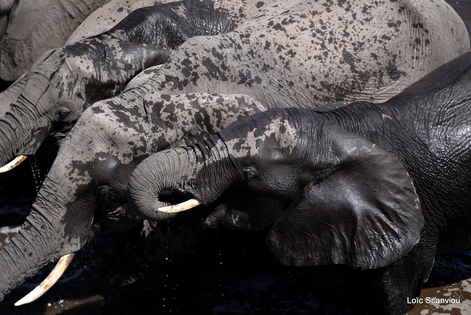 Eléphant d'Afrique/African Elephant (52)