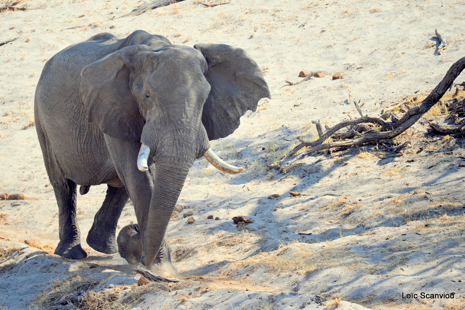 Eléphant d'Afrique/African Elephant (2)