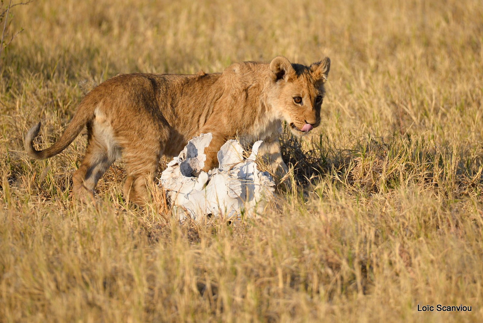 Lionceau/Lion cub (3)