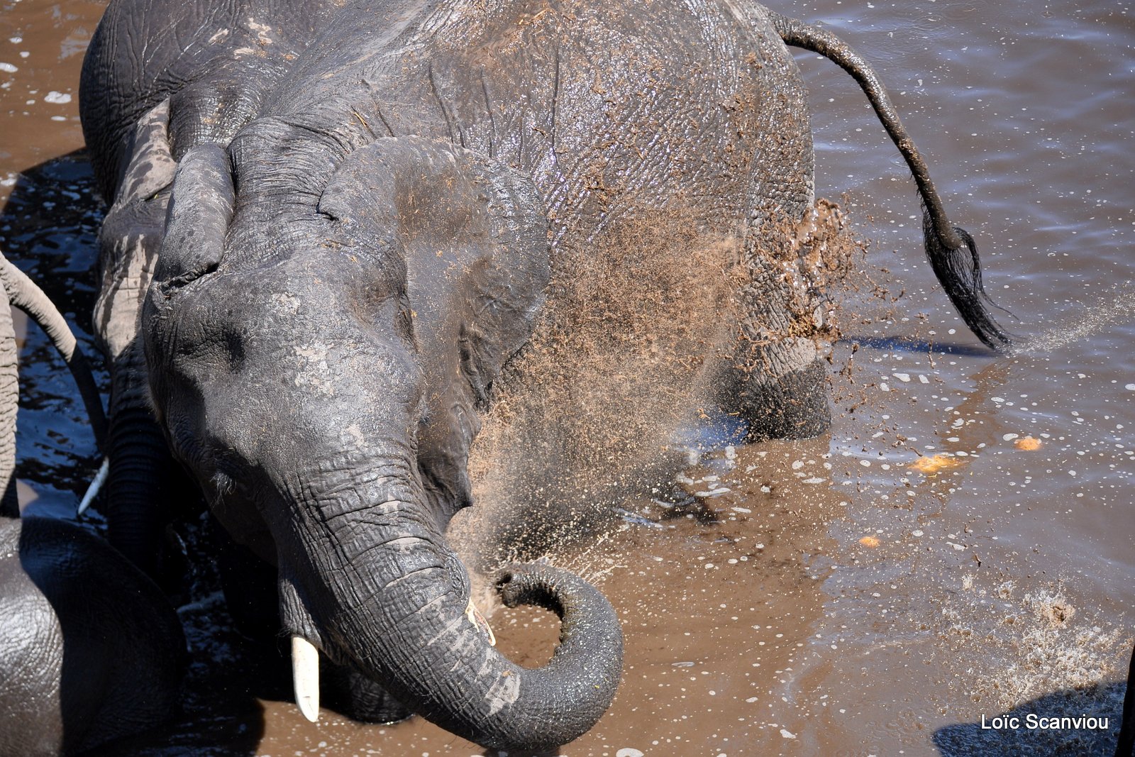 Eléphant d'Afrique/African Elephant (53)