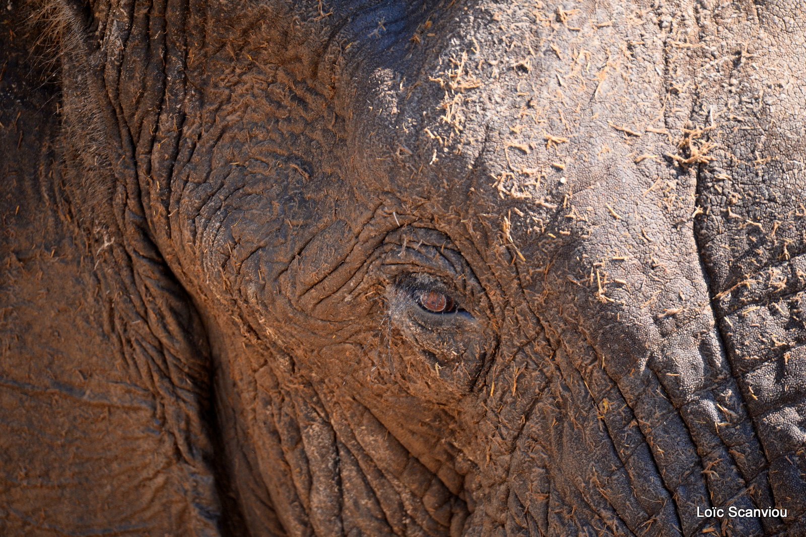Eléphant d'Afrique/African Elephant (54)