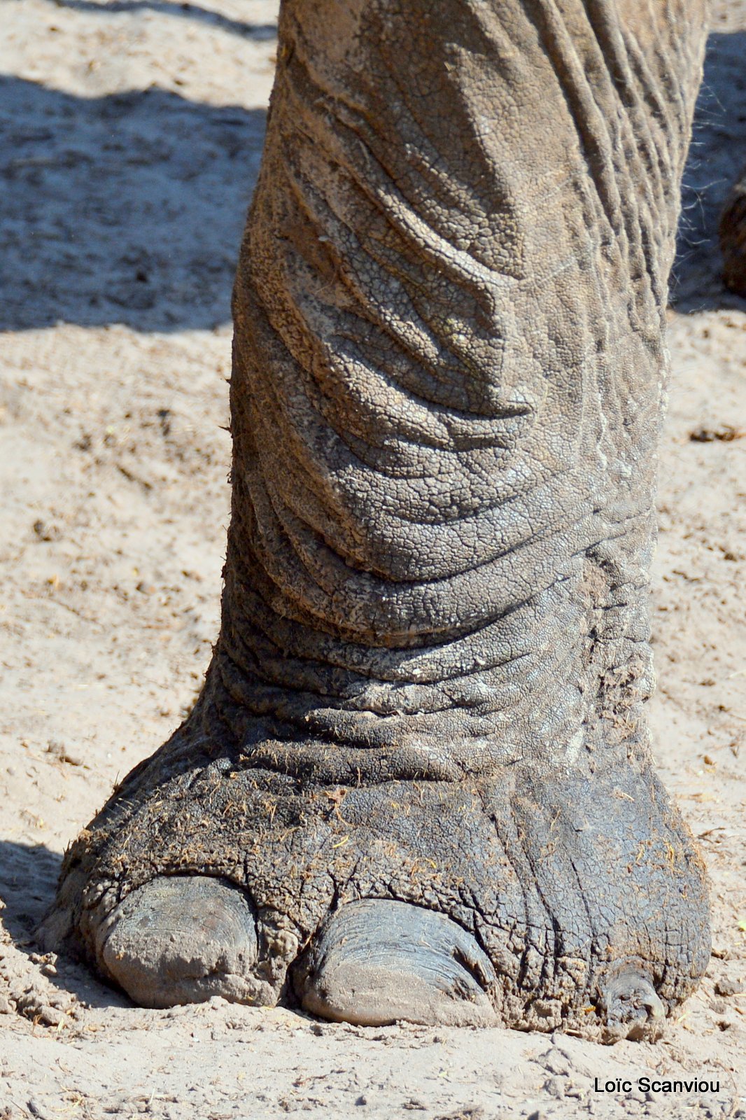 Eléphant d'Afrique/African Elephant (55)