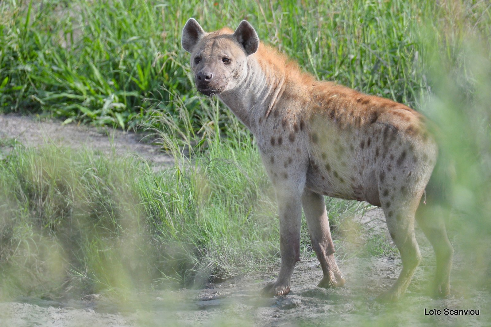 Hyène tachetée/Spotted Hyena (1)