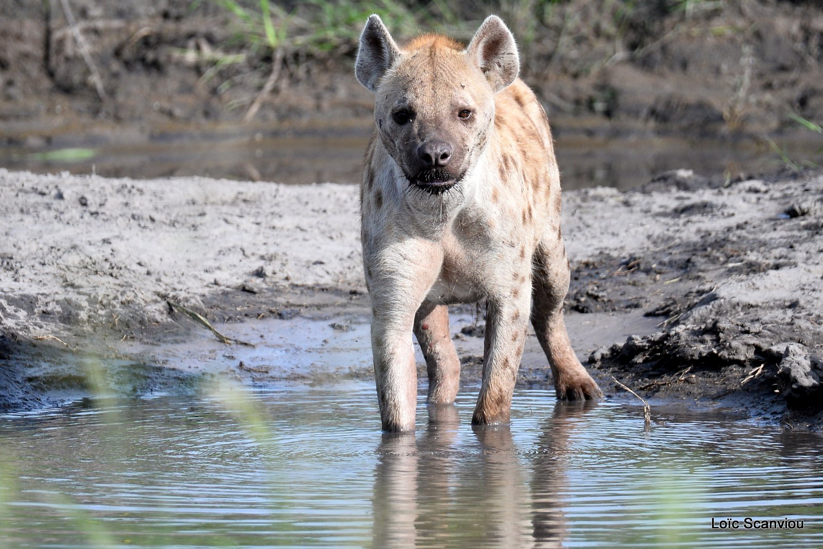 Hyène tachetée/Spotted Hyena (2)