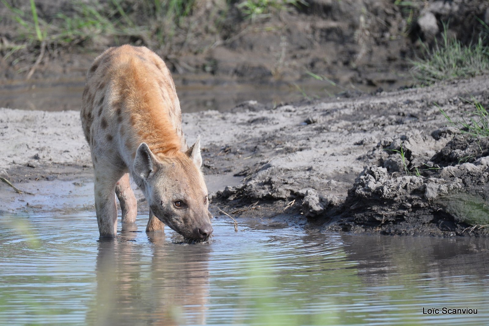 Hyène tachetée/Spotted Hyena (3)