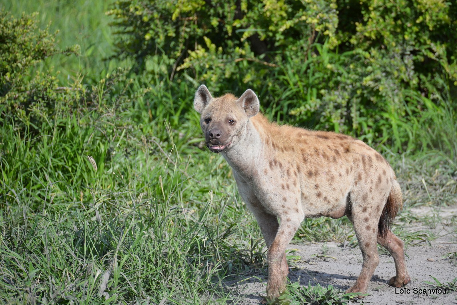 Hyène tachetée/Spotted Hyena (4)