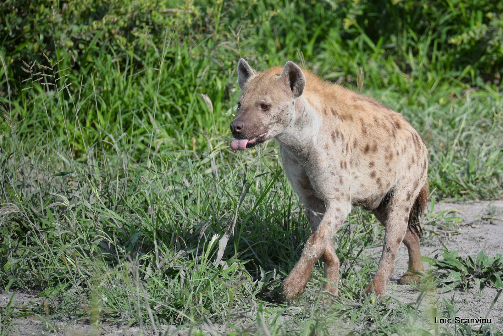 Hyène tachetée/Spotted Hyena (5)