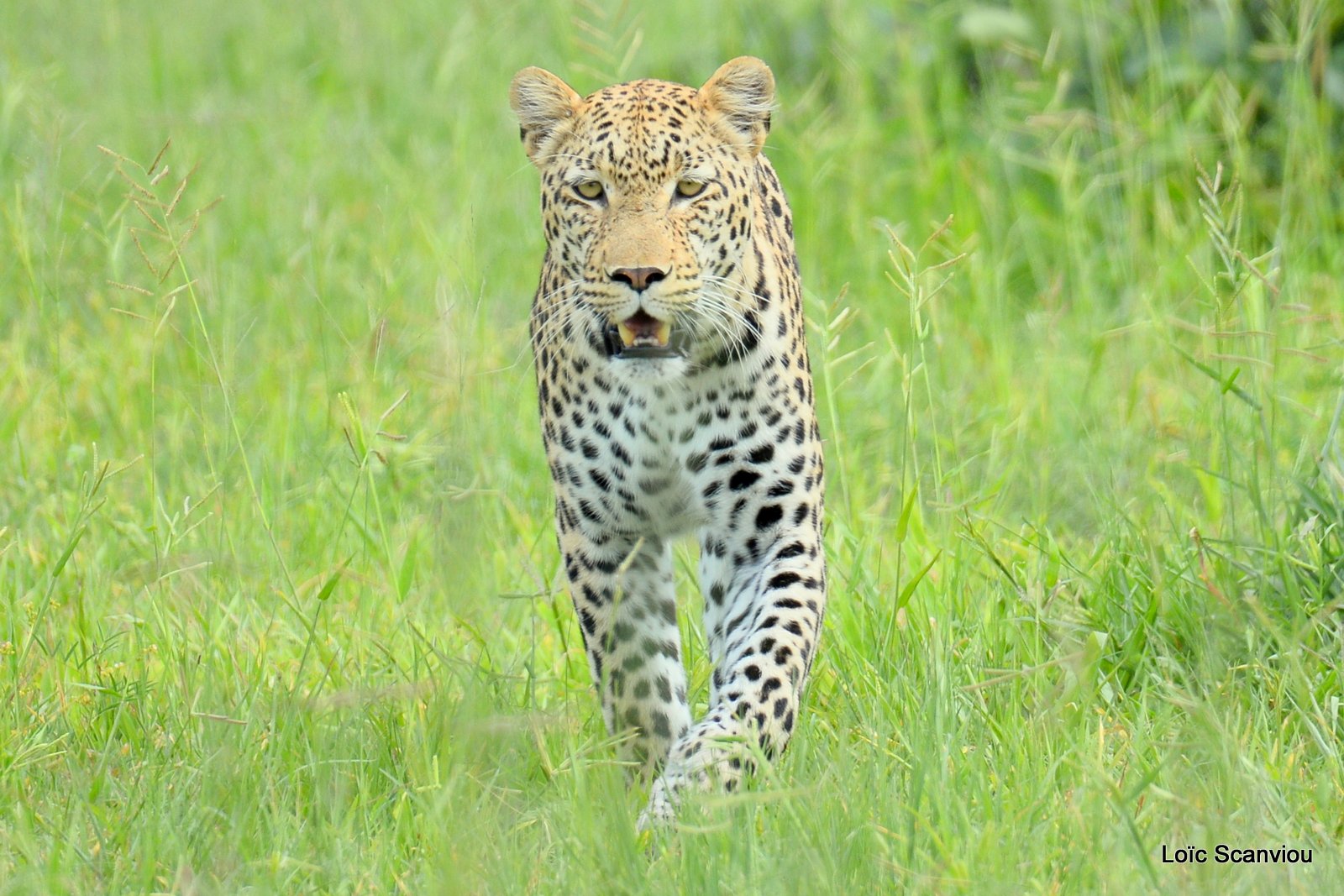 Léopard/Leopard (4)