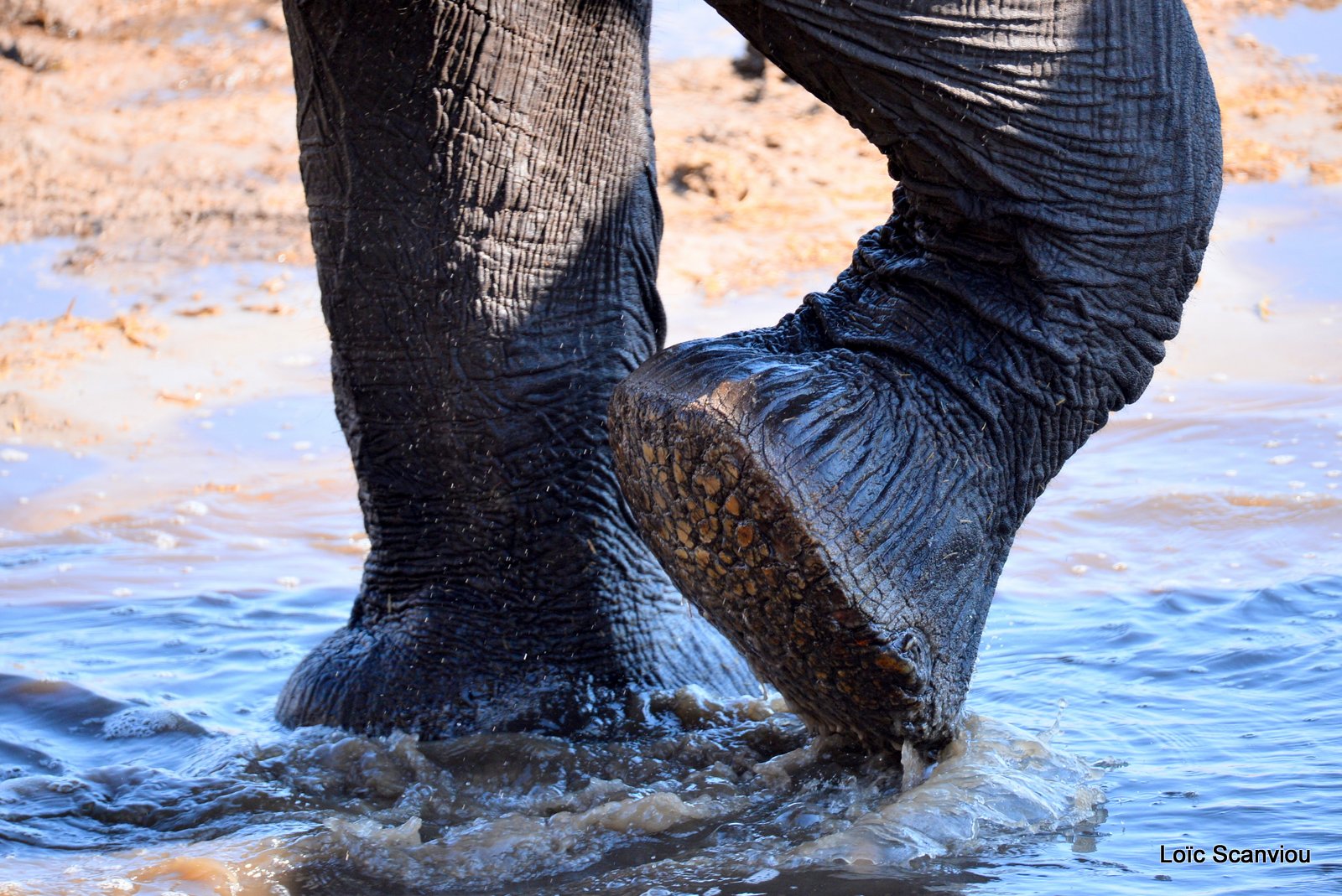 Eléphant d'Afrique/African Elephant (56)
