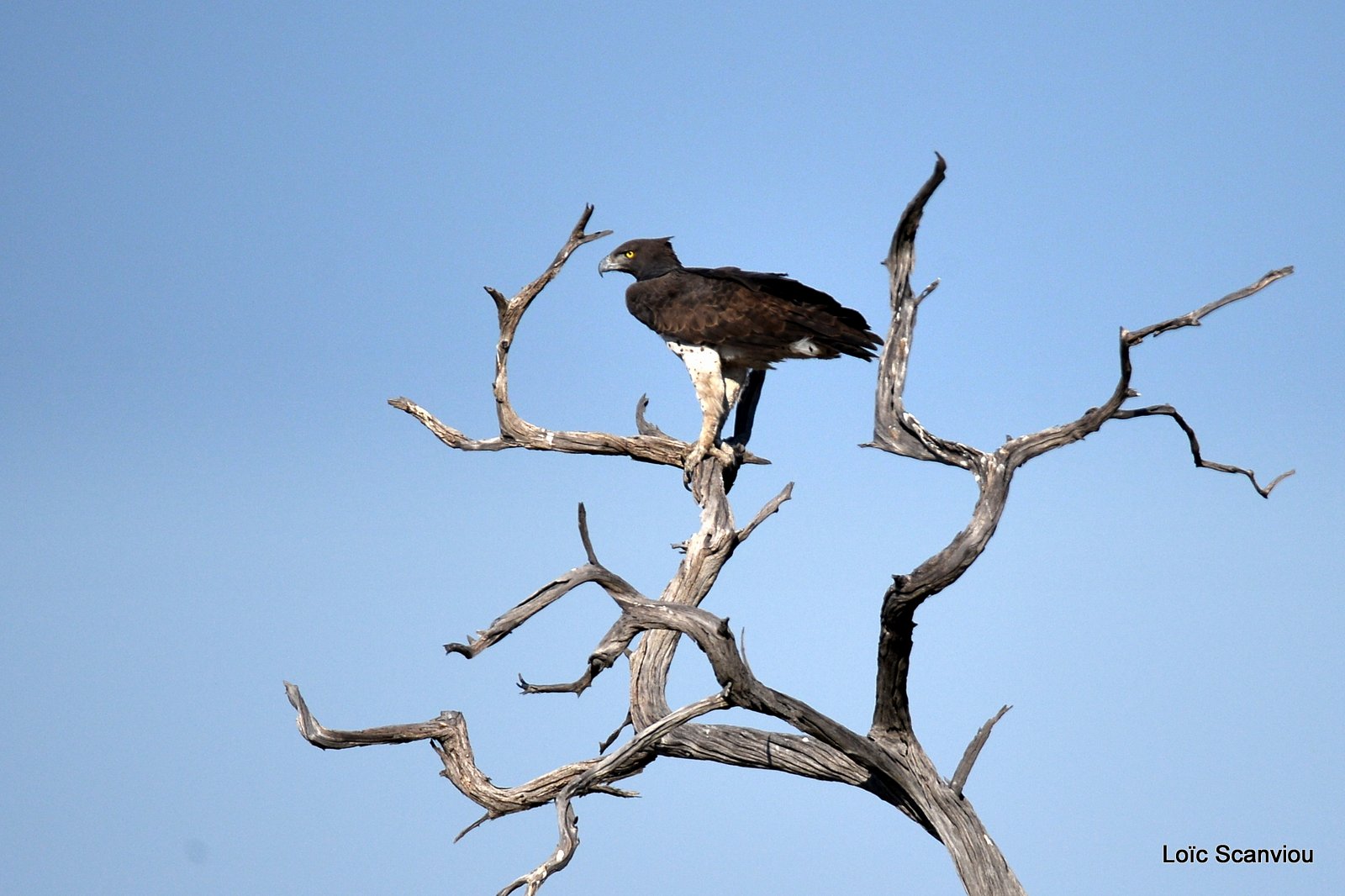 Aigle martial/Martial Eagle (1)