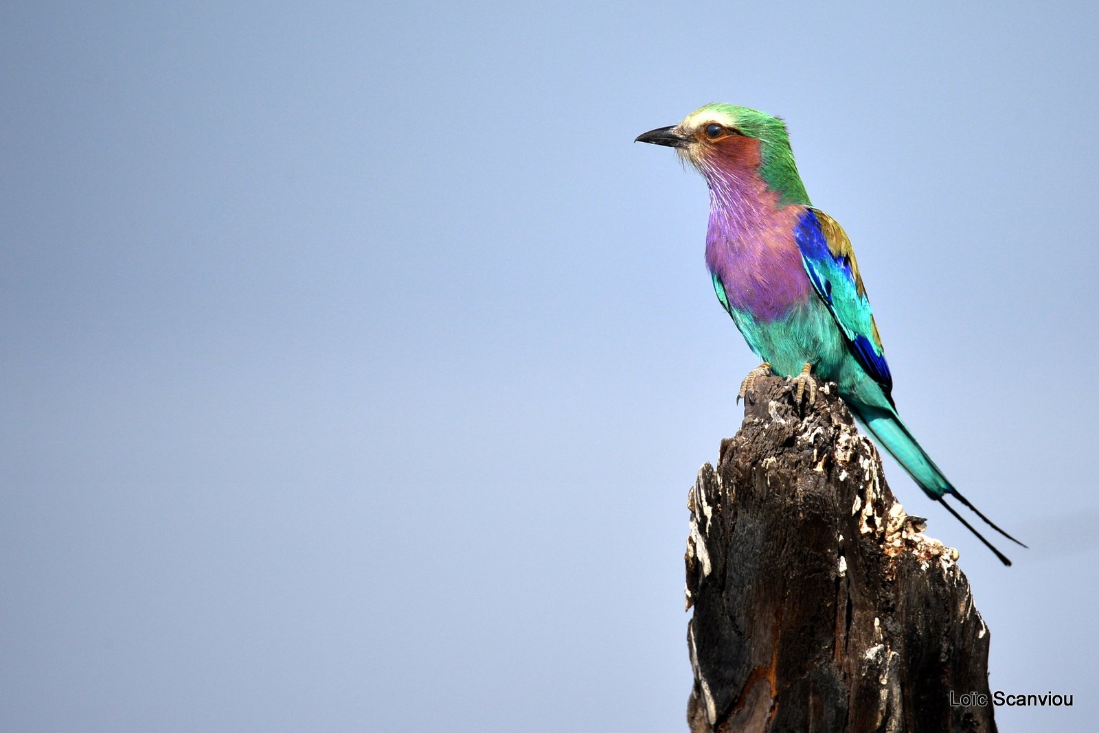 Rollier à longs brins/Lilac-Breasted Roller (4)