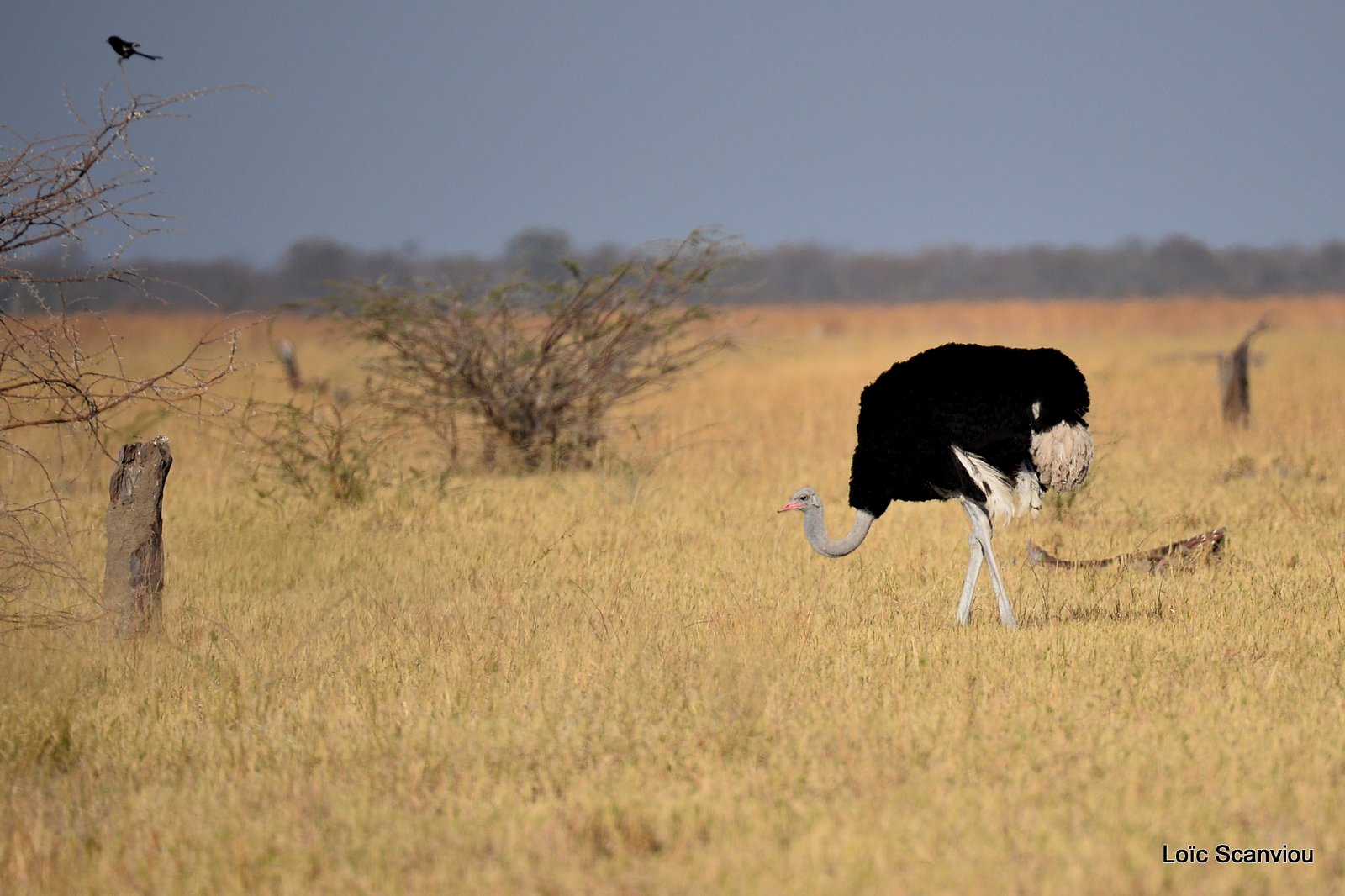Autruche d'Afrique/Common Ostrich (3)