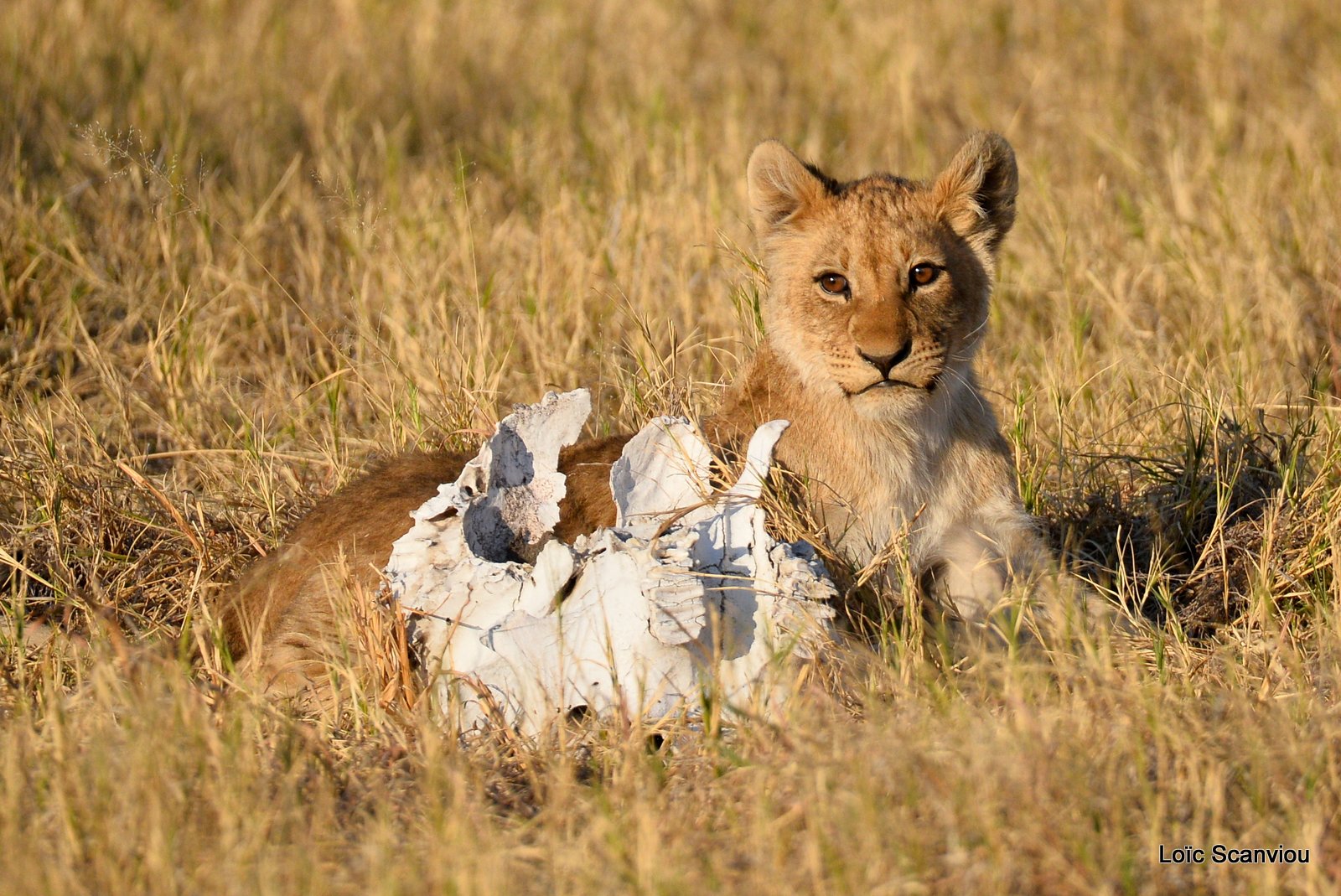 Lionceau/Lion cub (4)