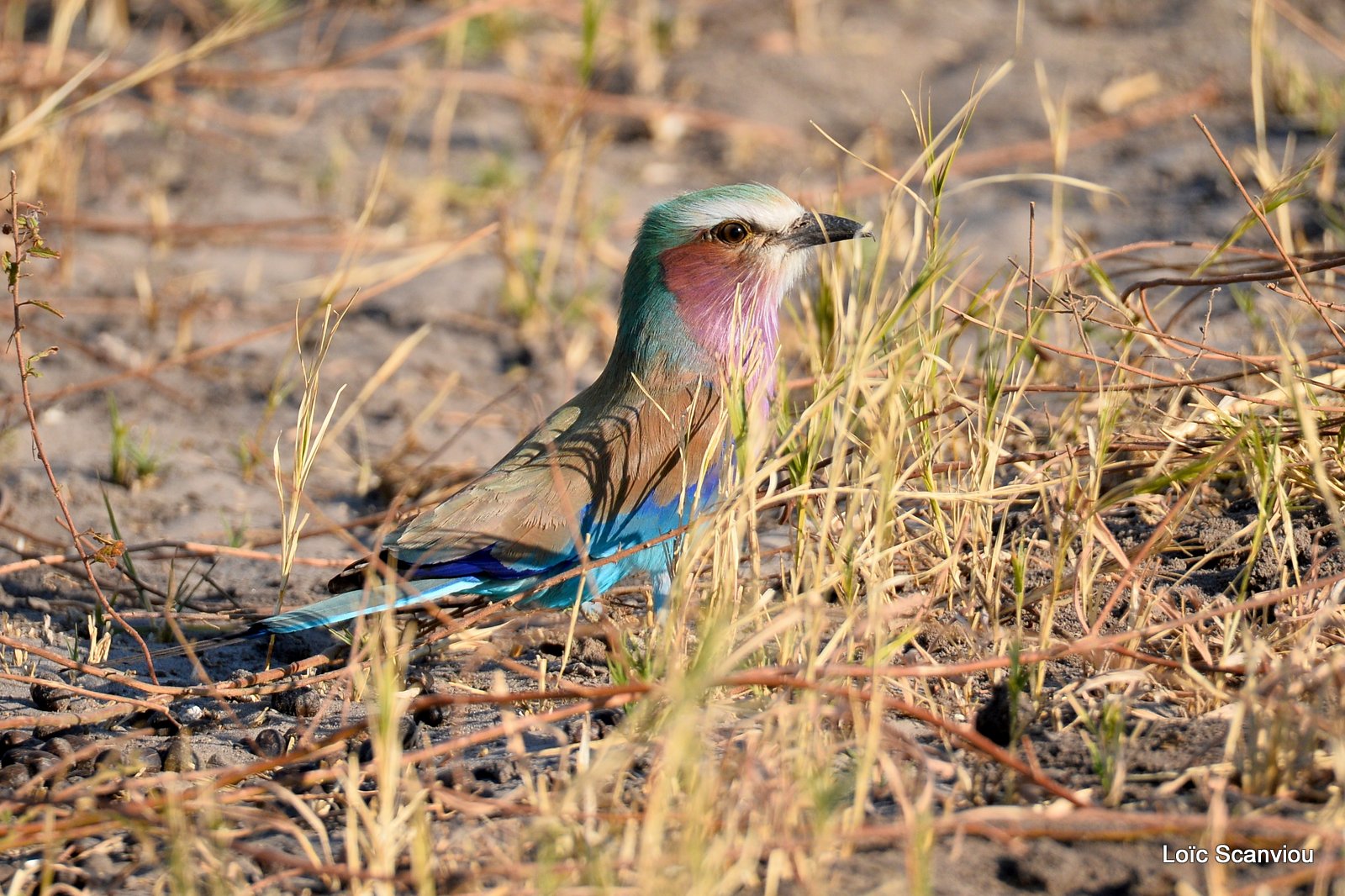 Rollier à longs brins/Lilac-Breasted Roller