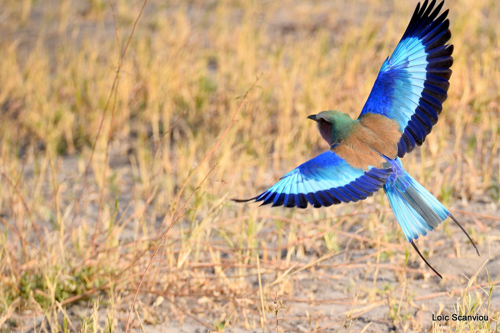 Rollier à longs brins/Lilac-Breasted Roller