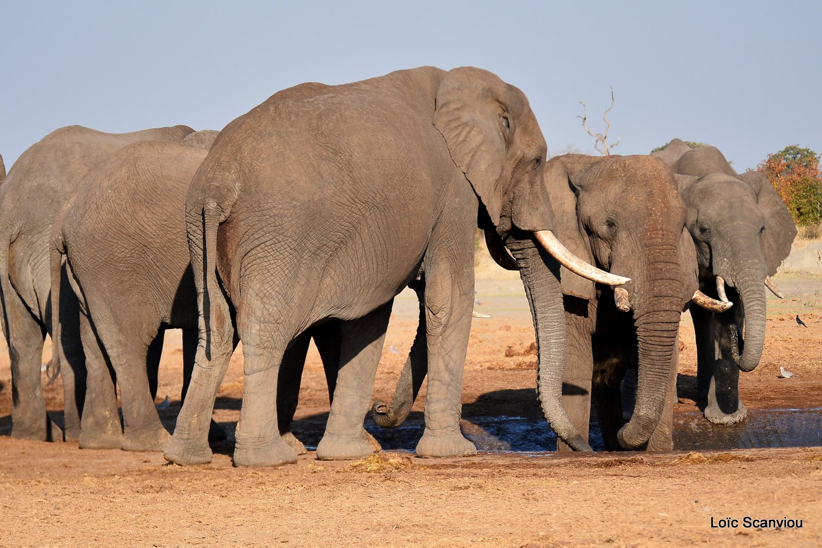 Eléphant d'Afrique/African Elephant (58)