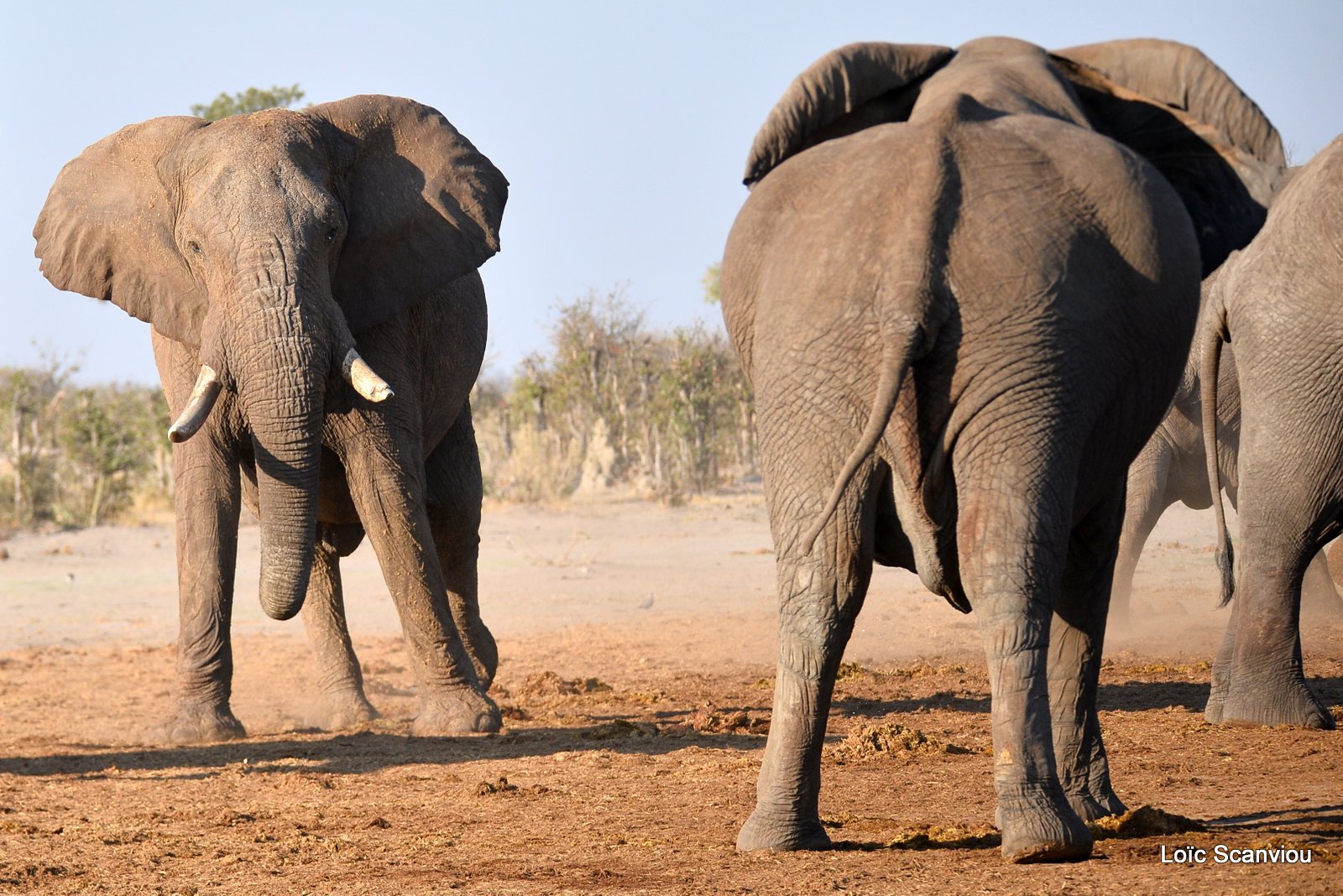 Eléphant d'Afrique/African Elephant (59)