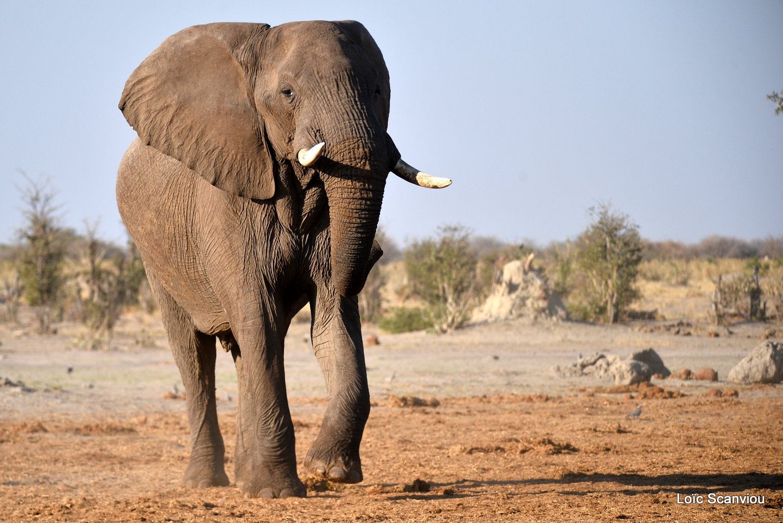 Eléphant d'Afrique/African Elephant (60)