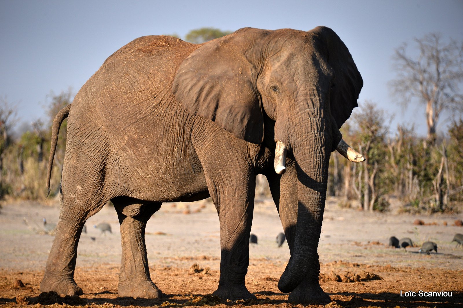Eléphant d'Afrique/African Elephant (61)