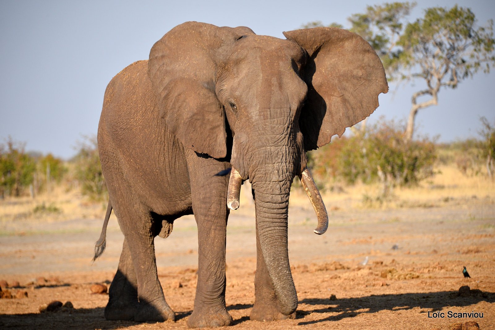 Eléphant d'Afrique/African Elephant (62)