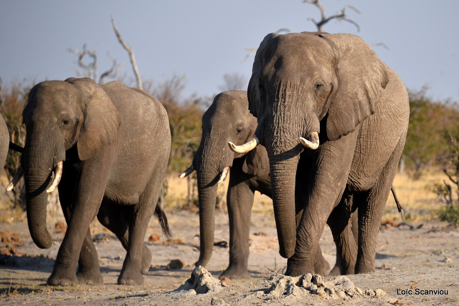Eléphant d'Afrique/African Elephant (64)