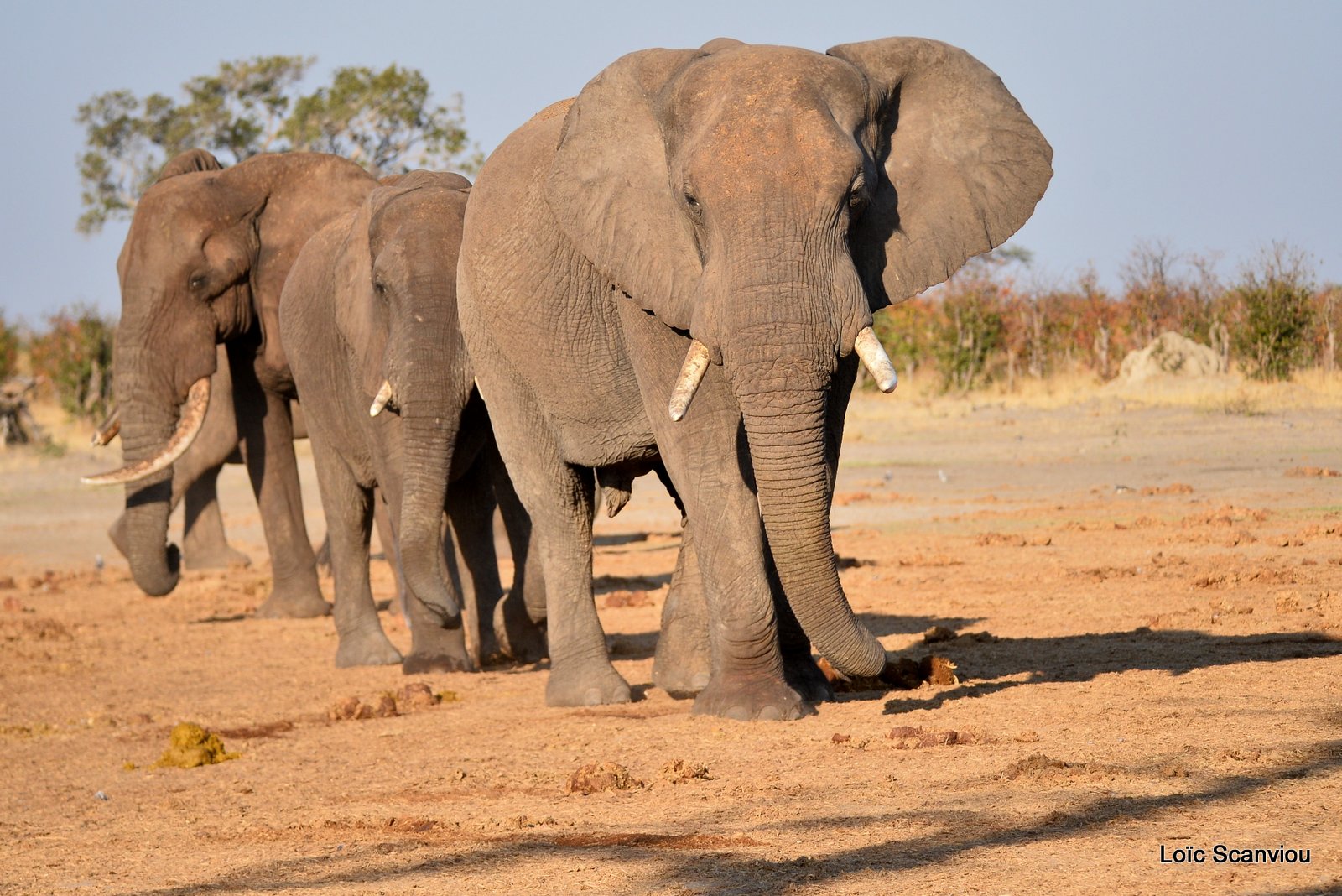 Eléphant d'Afrique/African Elephant (65)