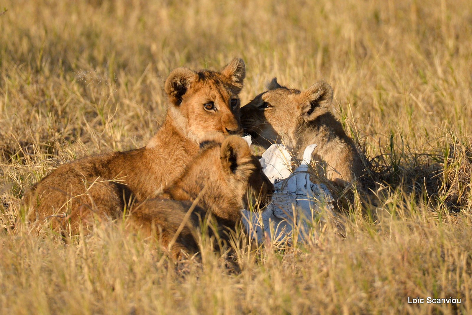 Lionceau/Lion cub (5)
