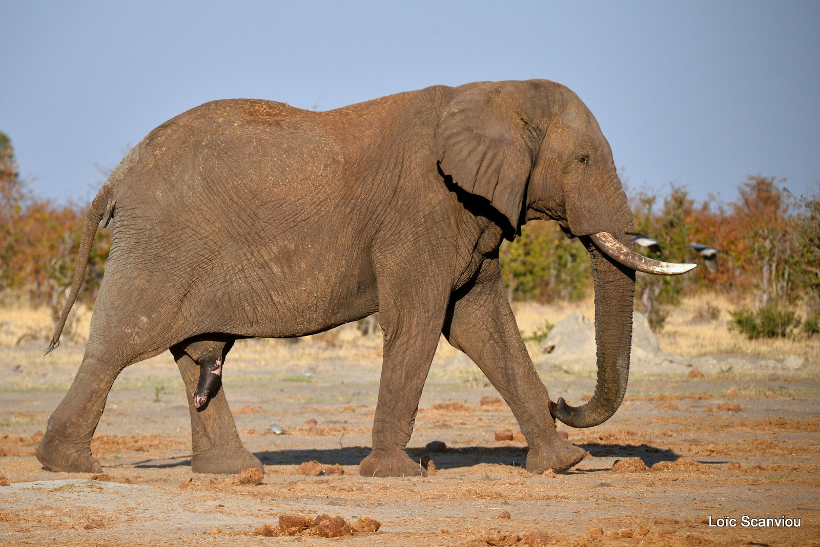 Eléphant d'Afrique/African Elephant (66)