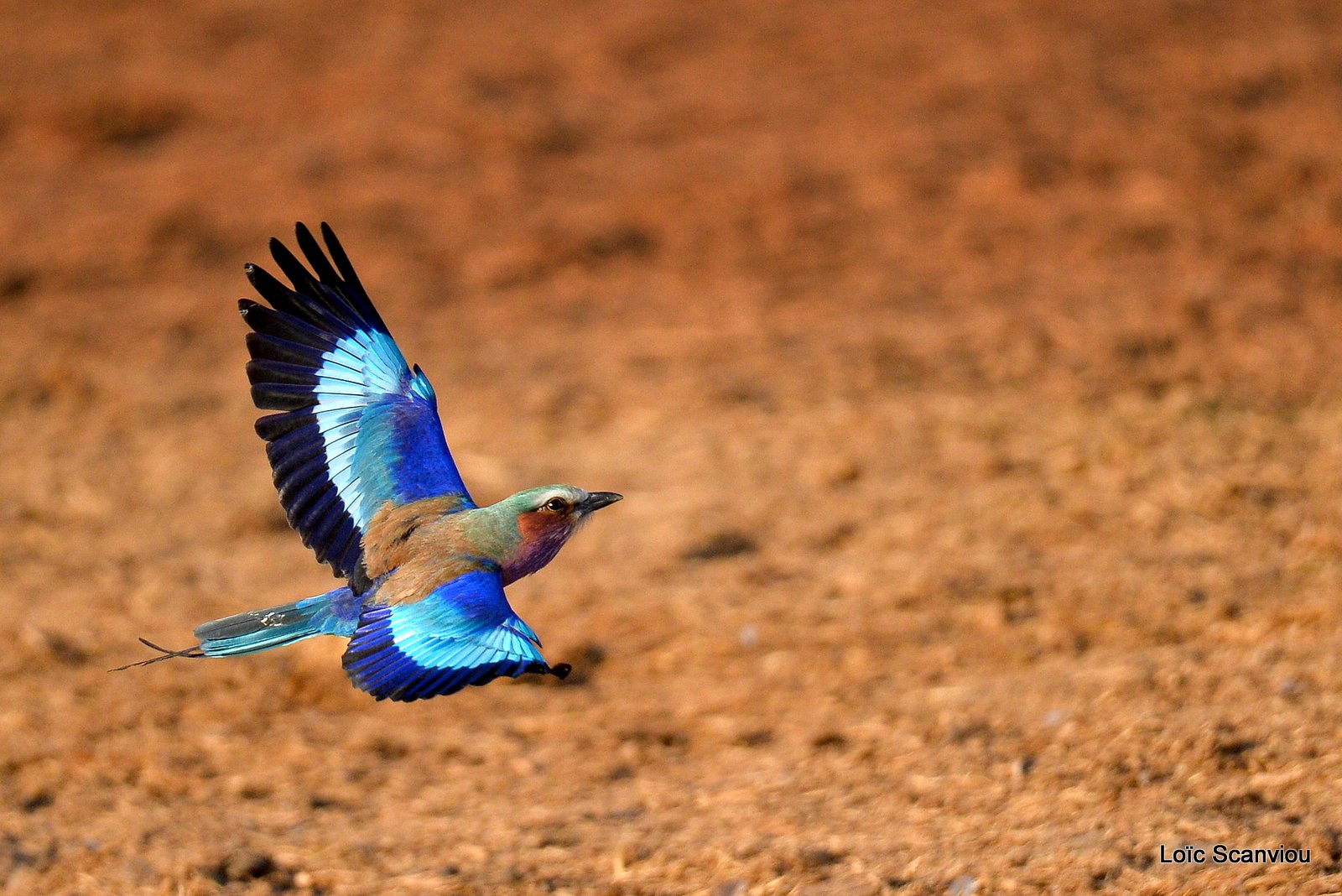 Rollier à longs brins/Lilac-Breasted Roller (5)