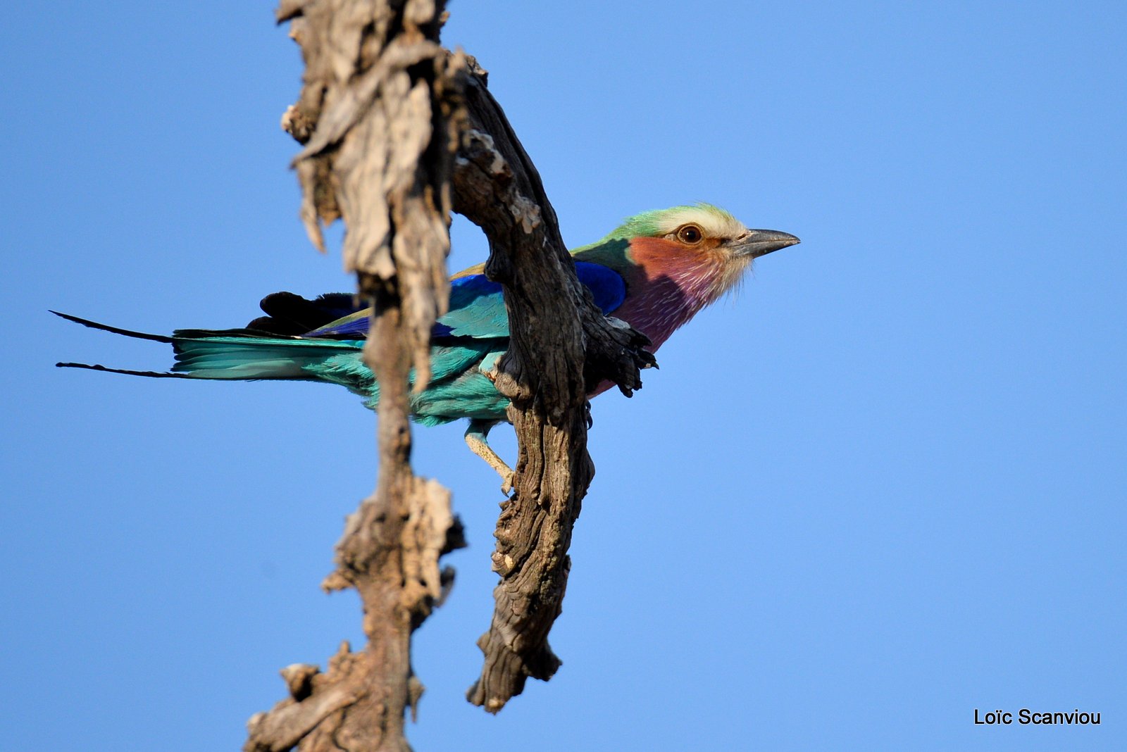 Rollier à longs brins/Lilac-Breasted Roller (6)