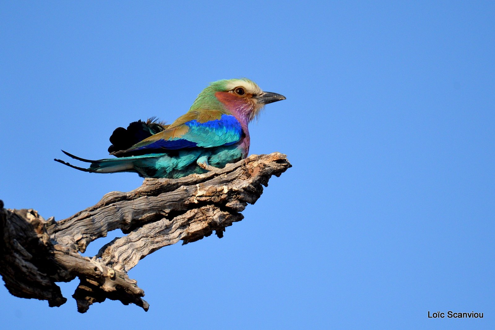 Rollier à longs brins/Lilac-Breasted Roller (7)