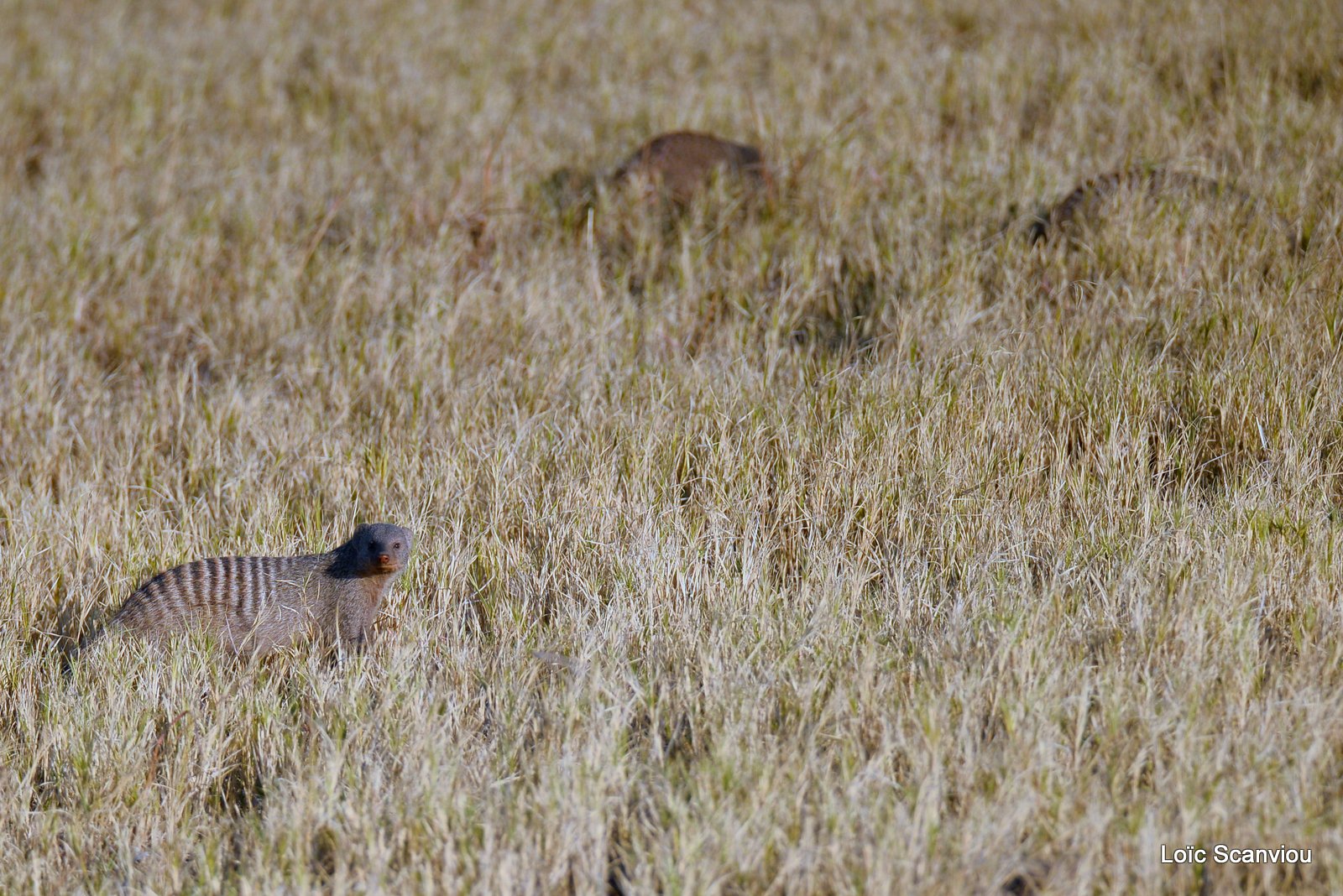 Mangouste rayée/Banded Mongoose (1)