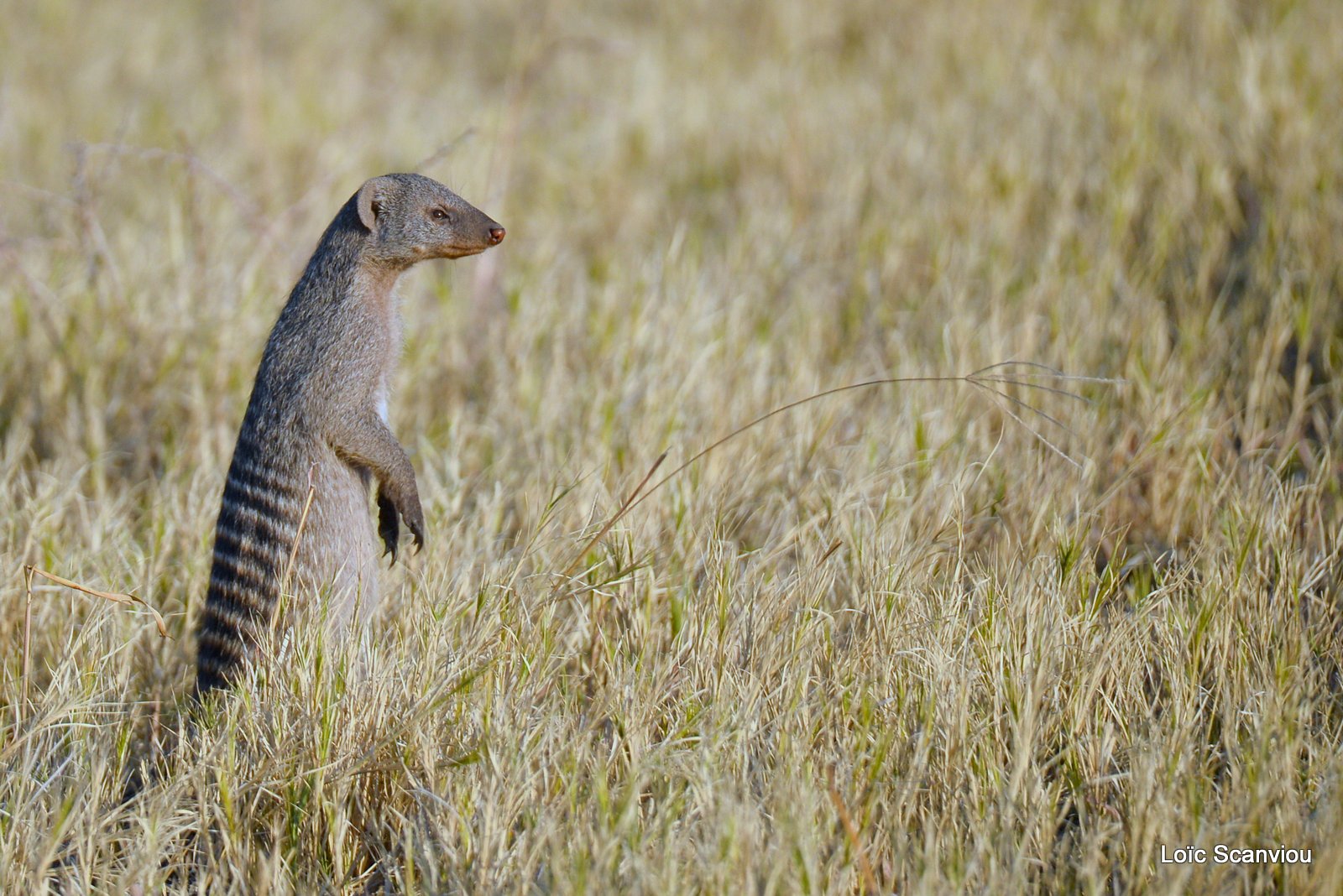 Mangouste rayée/Banded Mongoose (3)